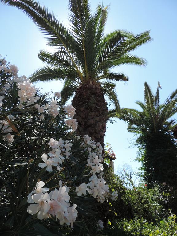 Alexandra Spingou Apartments Δασιά Εξωτερικό φωτογραφία